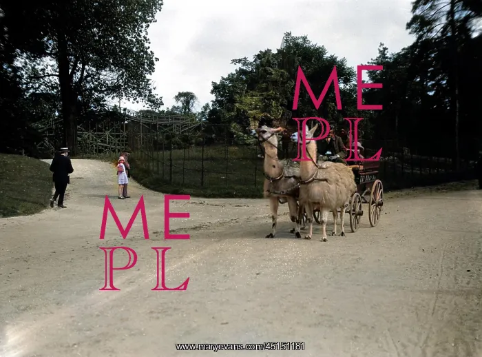 : LLAMA CARRIAGE : LLAMA CARRIAGE