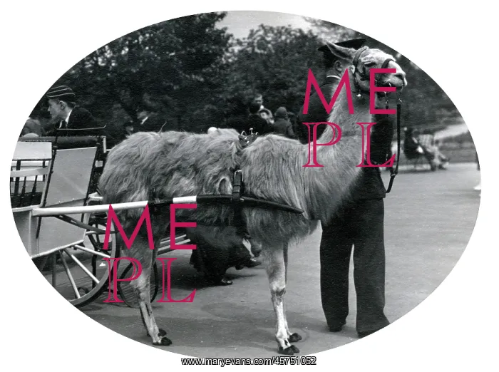 : Llama with cart, Zoological Gardens, Regents Park, London : Llama with cart, Zoological Gardens, Regents Park, London