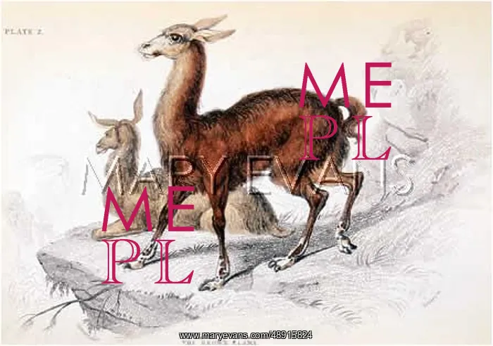  : LLAMA / GUANACO 1835