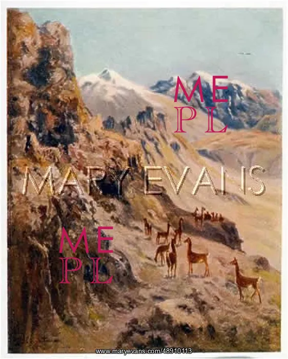 : LLAMA / GUANACO 1914 : LLAMA / GUANACO 1914