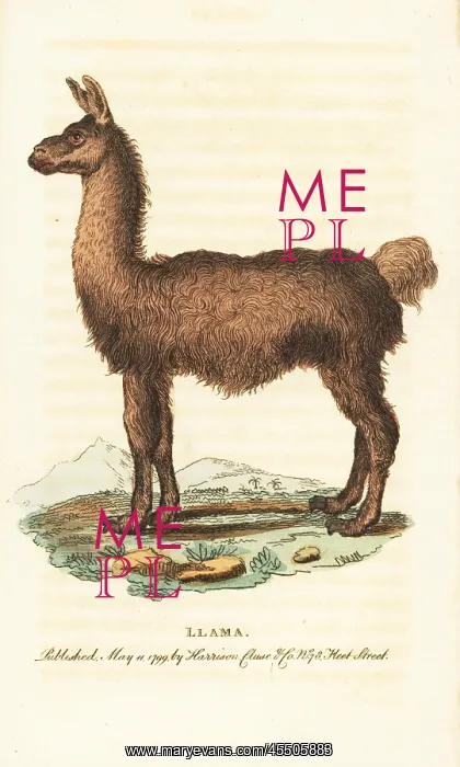 : Llama, Lama glama : Llama, Lama glama