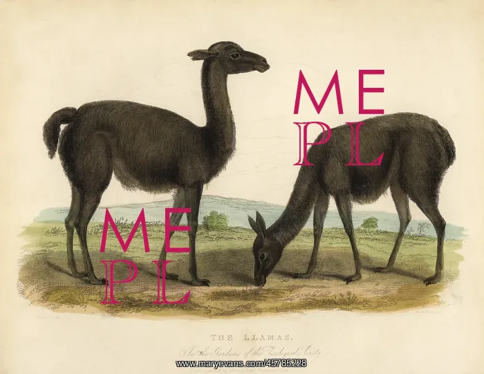 : Llama, Lama glama : Llama, Lama glama