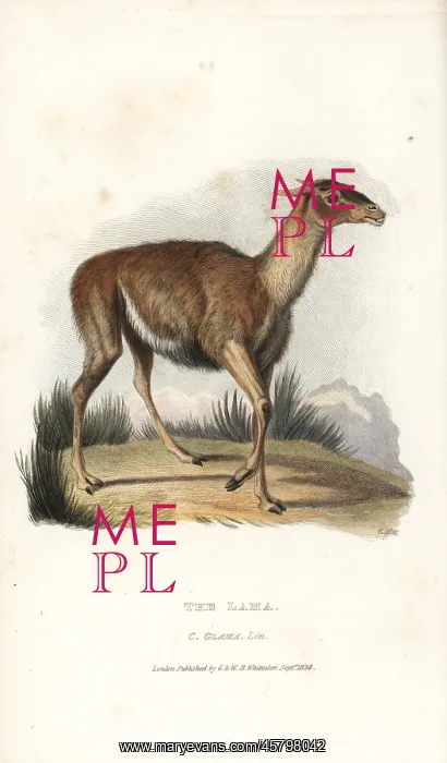: Llama, Lama glama : Llama, Lama glama