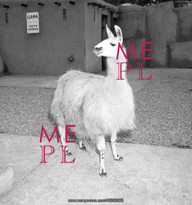  : Llama (Lama glama)