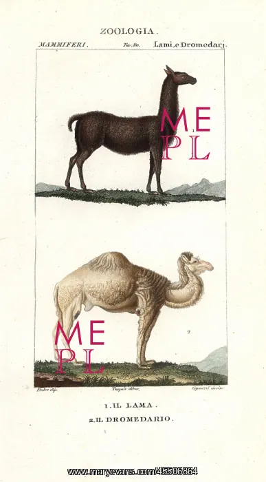 : Llama, Lama glama, and dromedary camel, Camelus dromedarius : Llama, Lama glama, and dromedary camel, Camelus dromedarius