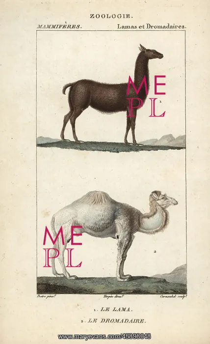 : Llama, Lama glama, and dromedary camel, Camelus dromedarius : Llama, Lama glama, and dromedary camel, Camelus dromedarius