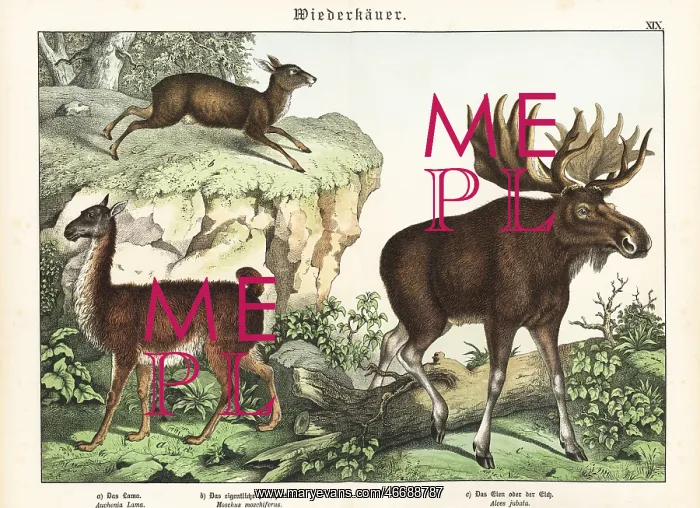 : Llama, musk deer and elk : Llama, musk deer and elk