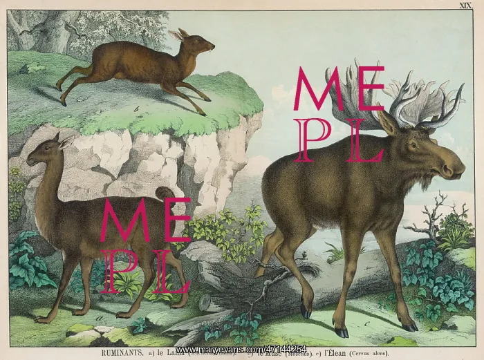 : Llama, Musk Deer and Elk : Llama, Musk Deer and Elk
