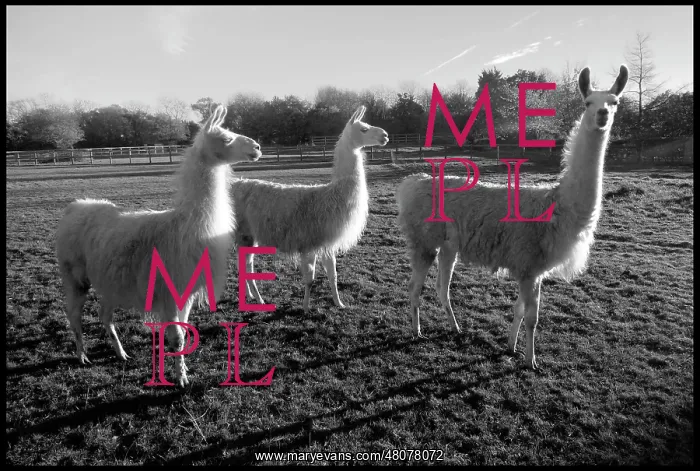  : Llamas in a Hertfordshire field
