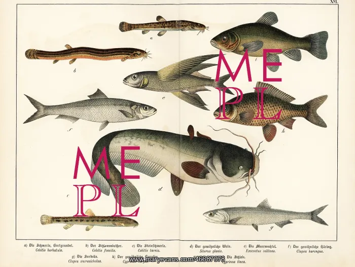 : Loach, flyingfish, herring, anchovy, carp, etc : Loach, flyingfish, herring, anchovy, carp, etc