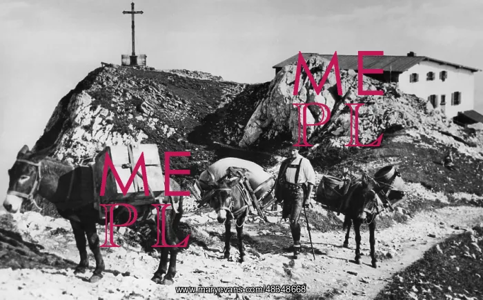 : Load transport with mules on the Hochfelln, around 1930 : Load transport with mules on the Hochfelln, around 1930