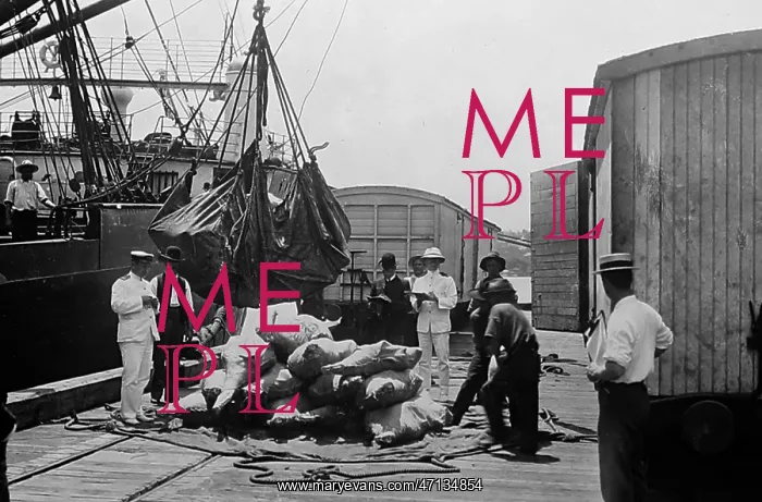  : Loading beef for export, Brisbane, Australia, early 1900s