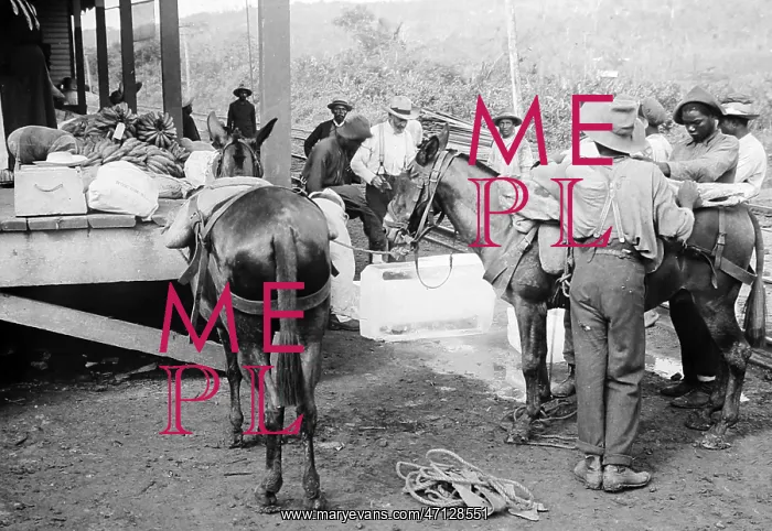  : Loading beef and ice at Culebra Railway Station in Panama