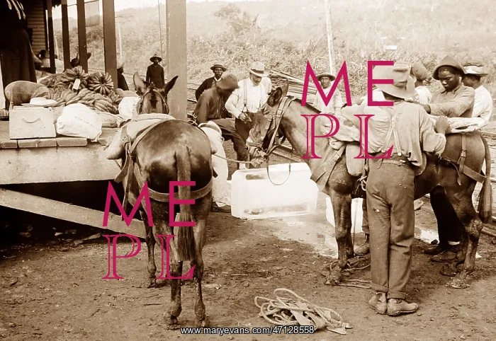  : Loading beef and ice at Culebra Railway Station in Panama