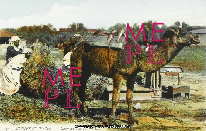 : Loading up a camel - Algeria : Loading up a camel - Algeria