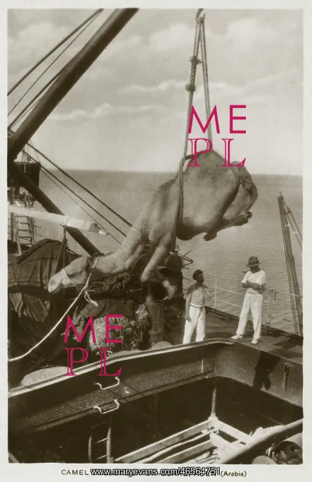 : Loading a Camel onto a ship at Aden, Yemen : Loading a Camel onto a ship at Aden, Yemen