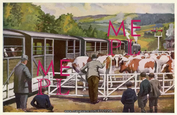  : Loading Cattle