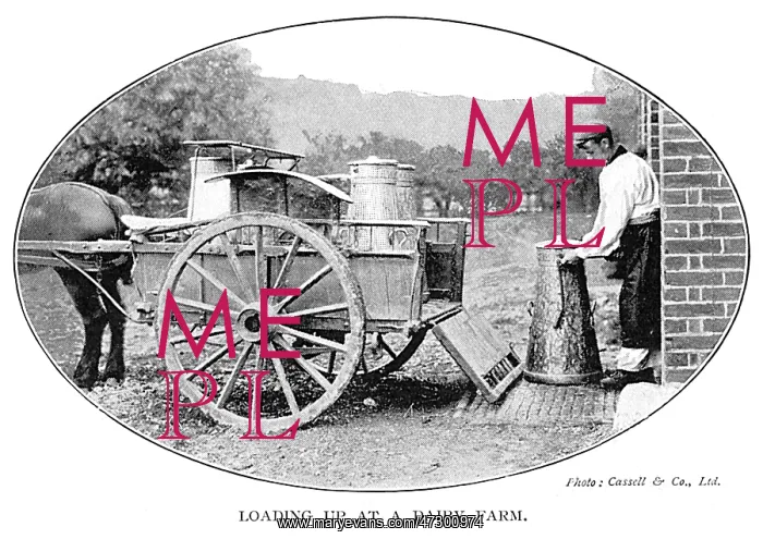 : LOADING CHURNS AT FARM : LOADING CHURNS AT FARM