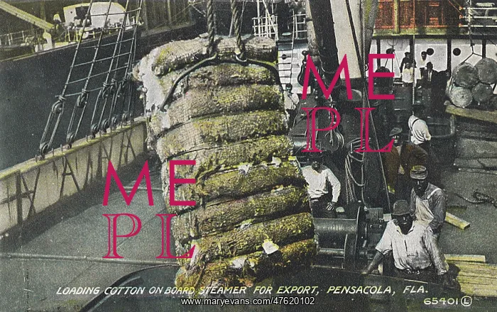 : Loading cotton, Pensacola, Florida, USA : Loading cotton, Pensacola, Florida, USA