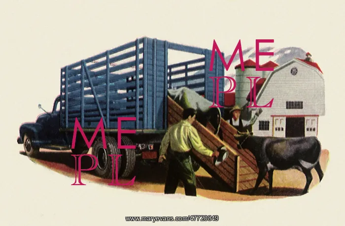  : Loading Cow on Truck