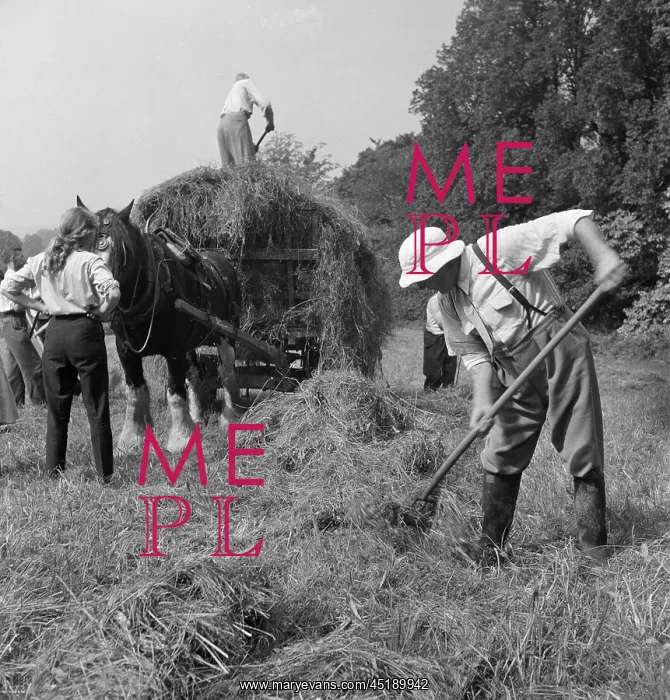 : Loading hay : Loading hay