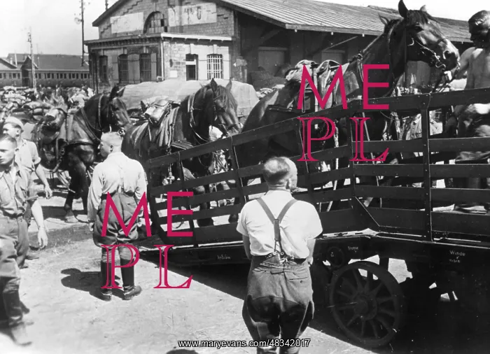 : Loading of horses, 1939 : Loading of horses, 1939
