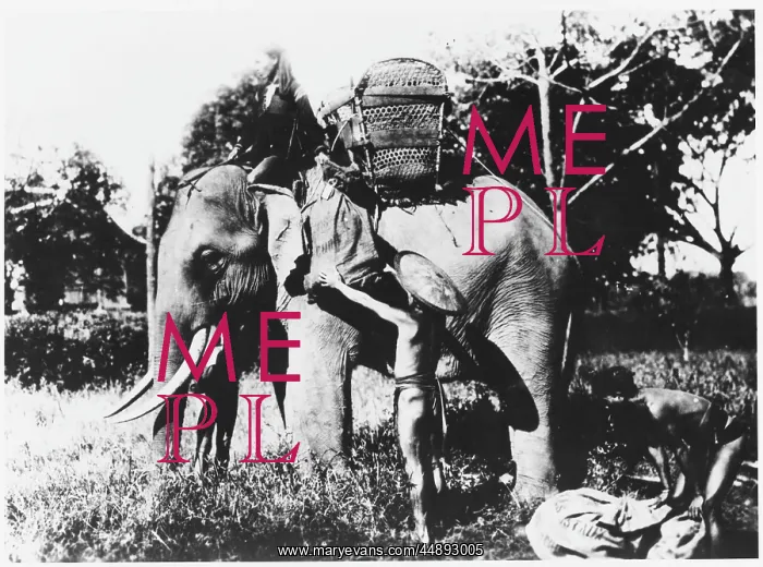 : LOADING MAIL ELEPHANTS : LOADING MAIL ELEPHANTS