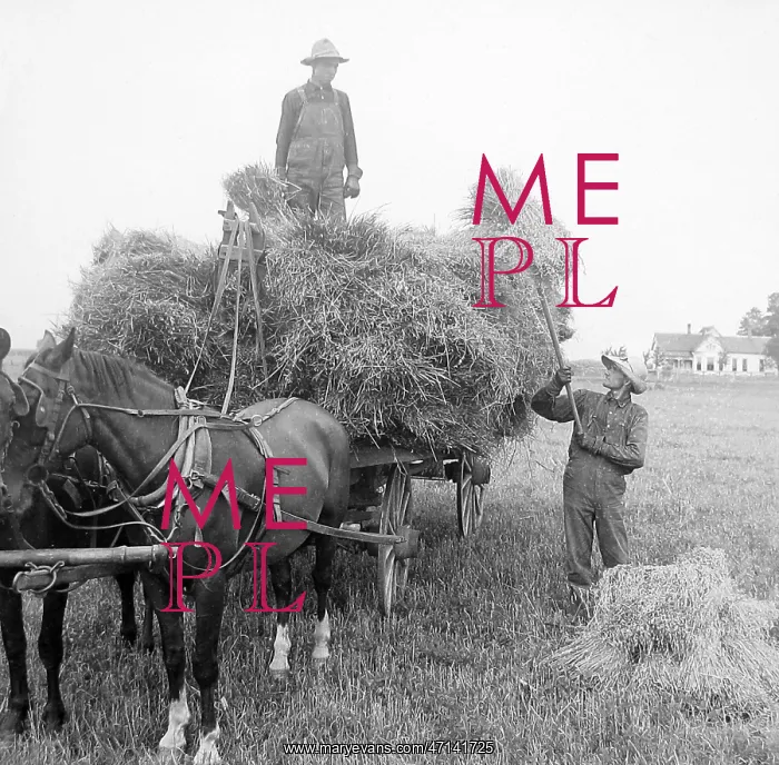  : Loading oats Illinois USA early 1900s