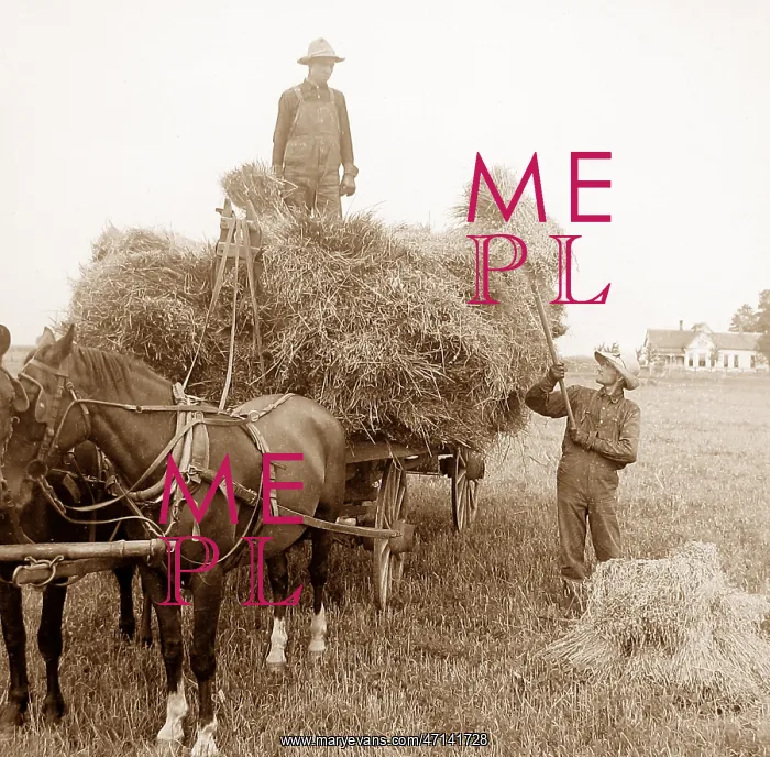  : Loading oats Illinois USA early 1900s