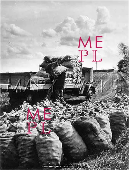 : LOADING SACKS OF SPUDS : LOADING SACKS OF SPUDS