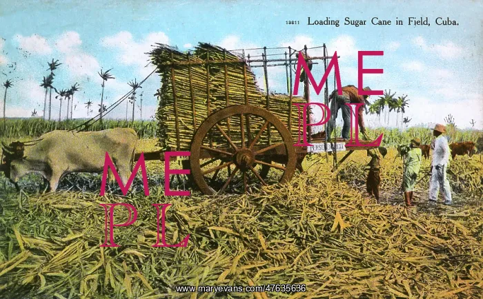  : Loading sugar cane in a field, Cuba