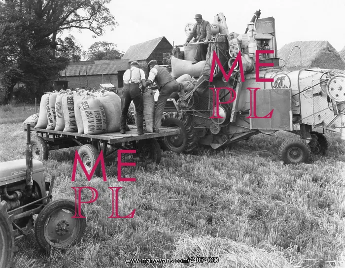 : LOADING THRESHED BARLEY : LOADING THRESHED BARLEY