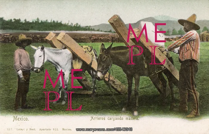  : Loading timber-carrying Mules - Mexico