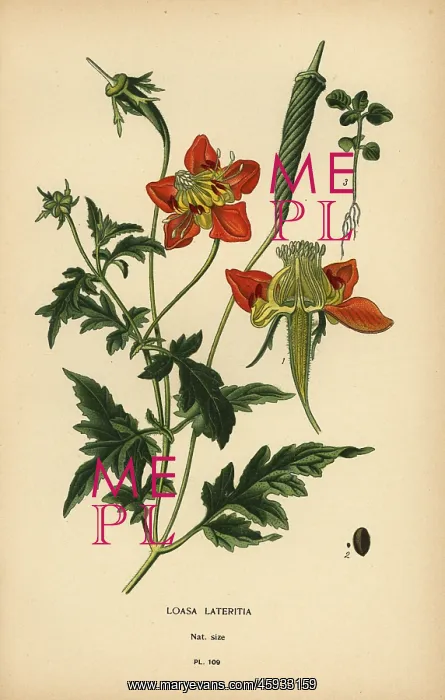 : Loasa lateritia : Loasa lateritia