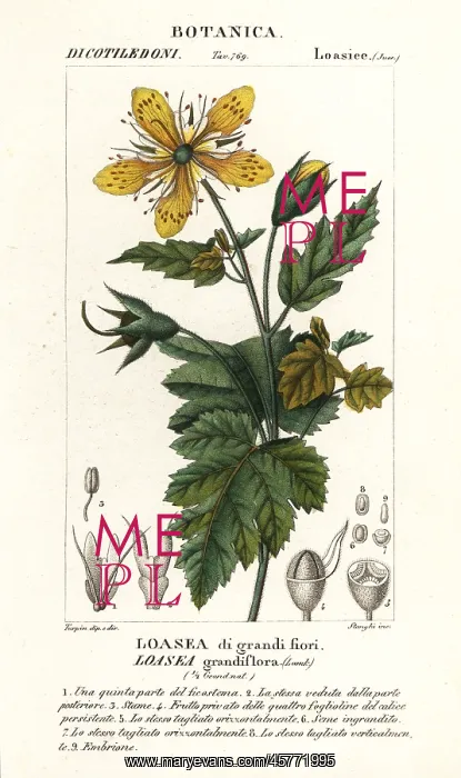 : Loasea grandiflora : Loasea grandiflora
