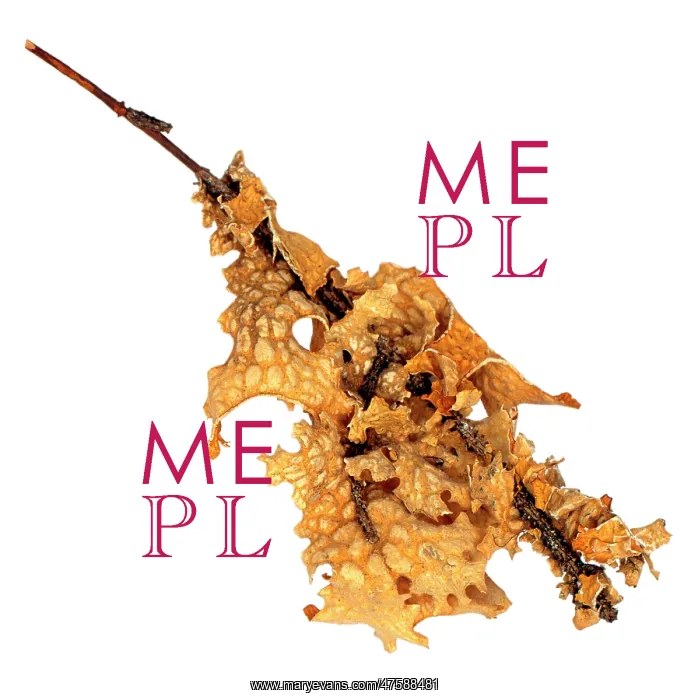 : Lobaria pulmonaria, lichen : Lobaria pulmonaria, lichen