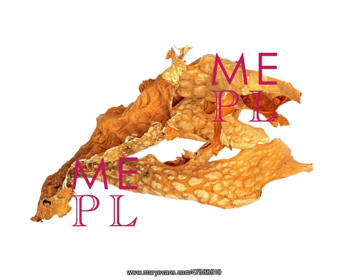 : Lobaria pulmonaria, lichen : Lobaria pulmonaria, lichen