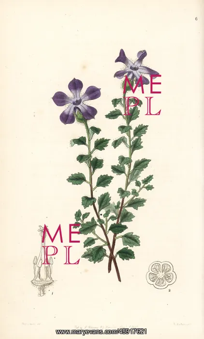 : Lobed cyananth, Cyananthus lobatus : Lobed cyananth, Cyananthus lobatus