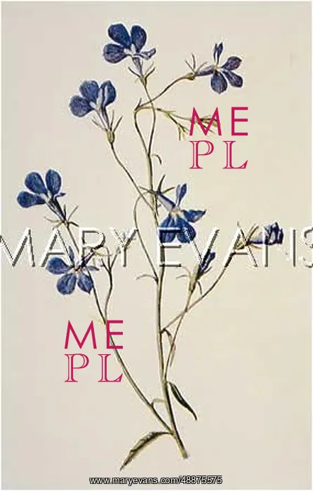  : LOBELIA / BLUE