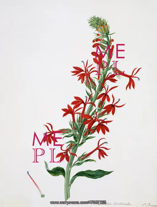: Lobelia cardinalis, cardinal flower : Lobelia cardinalis, cardinal flower
