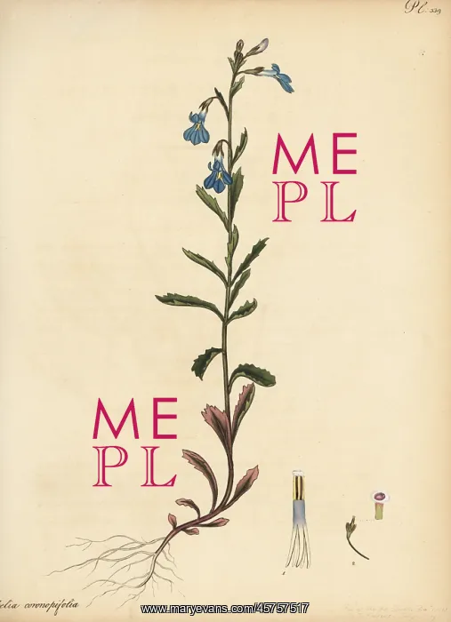 : Lobelia coronopifolia : Lobelia coronopifolia