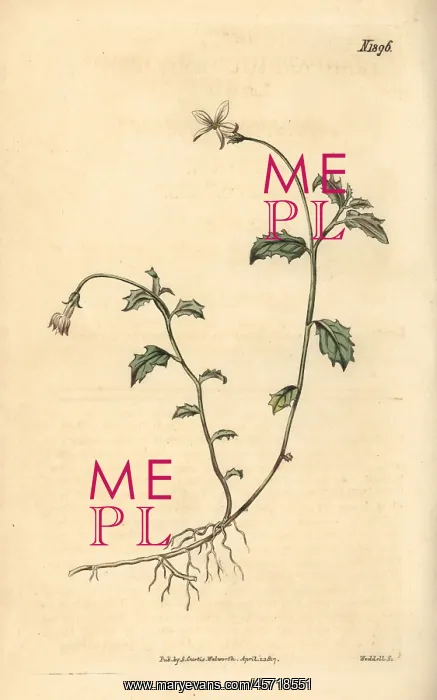 : Lobelia purpurascens : Lobelia purpurascens