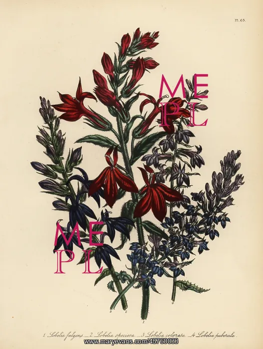 : Lobelia species : Lobelia species