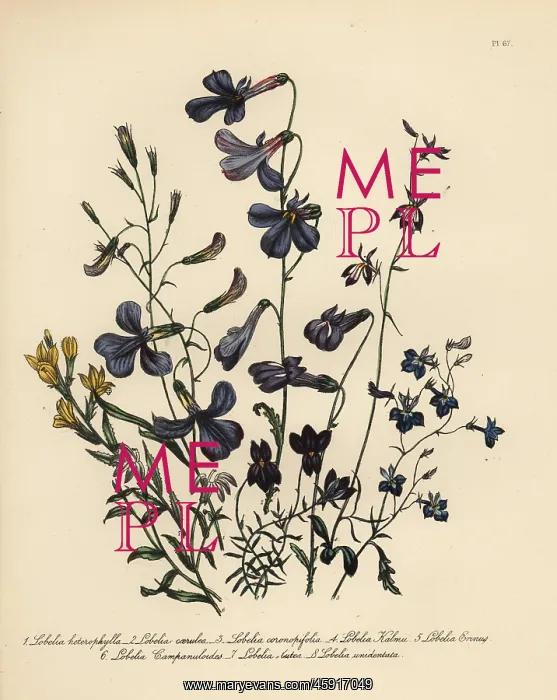 : Lobelia species : Lobelia species