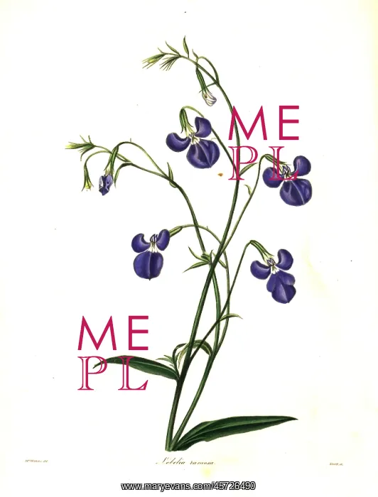 : Lobelia tenuior : Lobelia tenuior