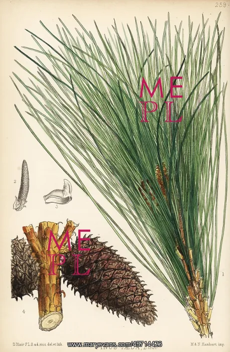 : Loblolly pine, Pinus taeda : Loblolly pine, Pinus taeda