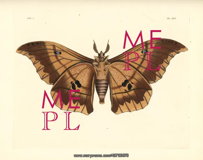 : Lobobunaea phaedusa moth : Lobobunaea phaedusa moth