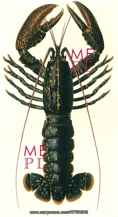  : Lobster