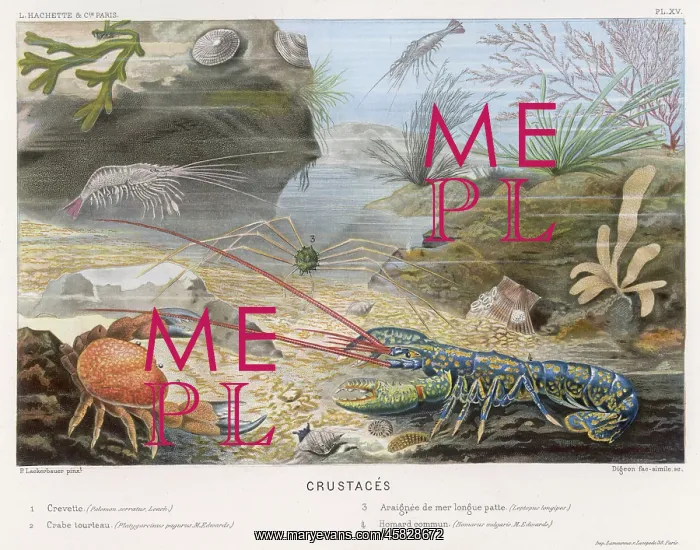 : LOBSTER, CRAB & FRIENDS : LOBSTER, CRAB & FRIENDS