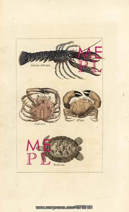 : Lobster, crabs and turtle : Lobster, crabs and turtle
